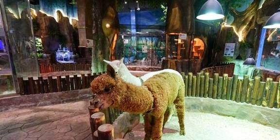 原创 上海冬天这么玩!宝燕乐园旗舰店亲子冬日玩水攻略13