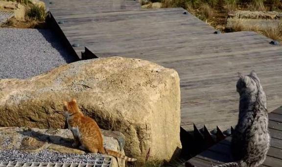 原创 比莫干山好玩,新发现耗资十亿的宝藏地,茶园野奢帐篷屋不输南非14