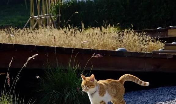 原创 比莫干山好玩,新发现耗资十亿的宝藏地,茶园野奢帐篷屋不输南非15