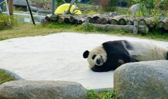 原创 比莫干山好玩,新发现耗资十亿的宝藏地,茶园野奢帐篷屋不输南非37