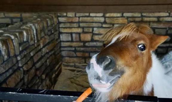 原创 比莫干山好玩,新发现耗资十亿的宝藏地,茶园野奢帐篷屋不输南非38