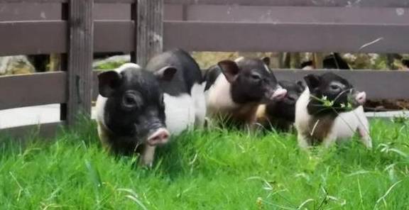 原创 比莫干山好玩,新发现耗资十亿的宝藏地,茶园野奢帐篷屋不输南非39