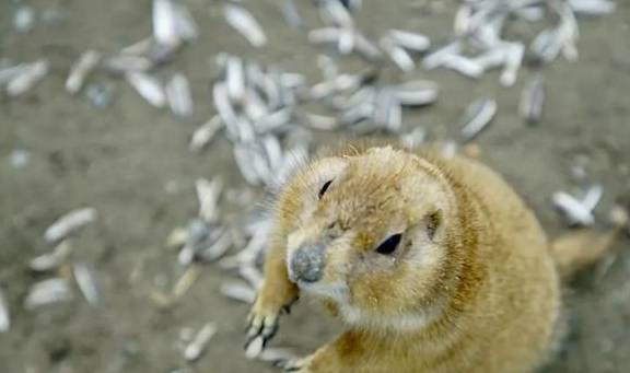 原创 比莫干山好玩,新发现耗资十亿的宝藏地,茶园野奢帐篷屋不输南非40