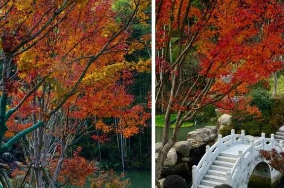 原创 比莫干山好玩,新发现耗资十亿的宝藏地,茶园野奢帐篷屋不输南非41