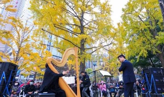 原创 美爆了！银杏最佳观赏期已至，黄浦这几处“金光大道”等你来打卡1
