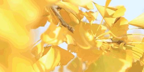 原创 美爆了！银杏最佳观赏期已至，黄浦这几处“金光大道”等你来打卡2