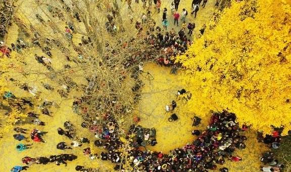 原创 美爆了！银杏最佳观赏期已至，黄浦这几处“金光大道”等你来打卡5