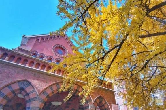 原创 美爆了！银杏最佳观赏期已至，黄浦这几处“金光大道”等你来打卡11