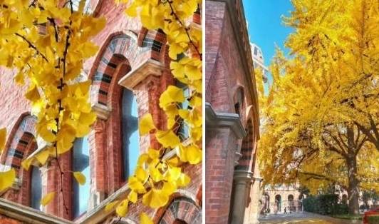 原创 美爆了！银杏最佳观赏期已至，黄浦这几处“金光大道”等你来打卡12