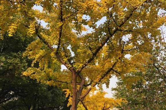 原创 美爆了！银杏最佳观赏期已至，黄浦这几处“金光大道”等你来打卡7