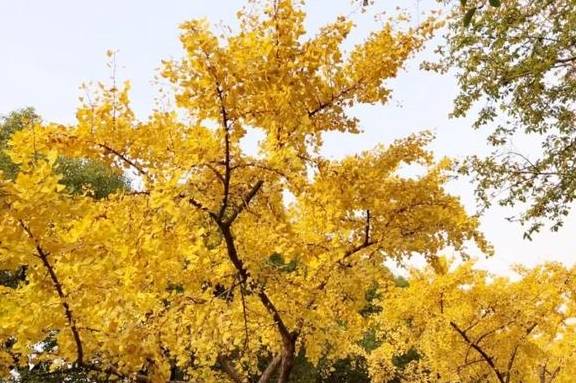 原创 美爆了！银杏最佳观赏期已至，黄浦这几处“金光大道”等你来打卡8