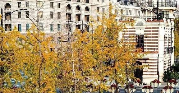 原创 美爆了！银杏最佳观赏期已至，黄浦这几处“金光大道”等你来打卡9
