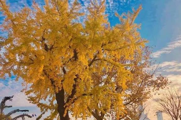 原创 美爆了！银杏最佳观赏期已至，黄浦这几处“金光大道”等你来打卡10