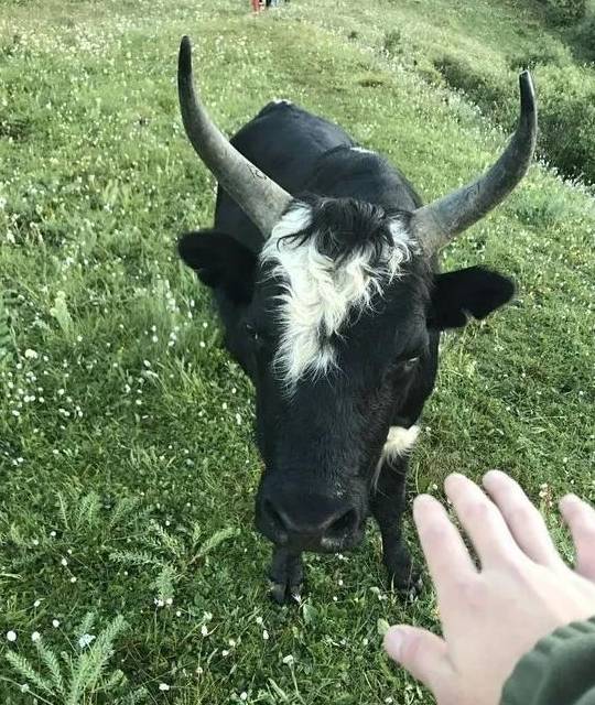 原创 理县除了毕棚沟、鹧鸪山,还有啥好玩的景点13