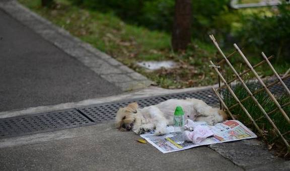 原创 澳门规模最大的公园,以植物命名,曾为军事禁区6