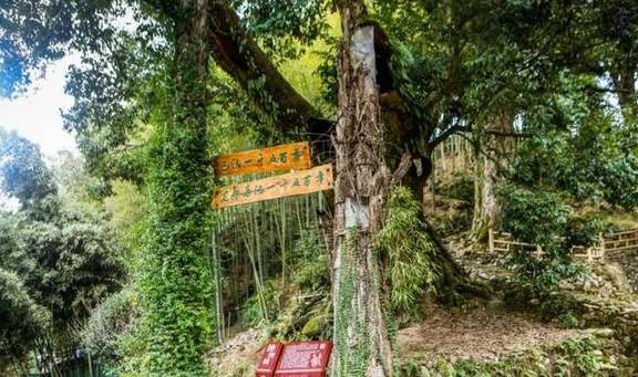 原创 周小柚坐车6小时只为解锁这个大山里的“五古”小村，真的太美了11