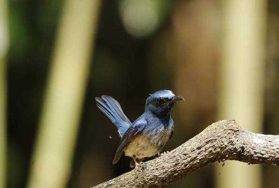 原创 生态环境好,鸟儿最知道!广州增城有座“小鸟天堂”2