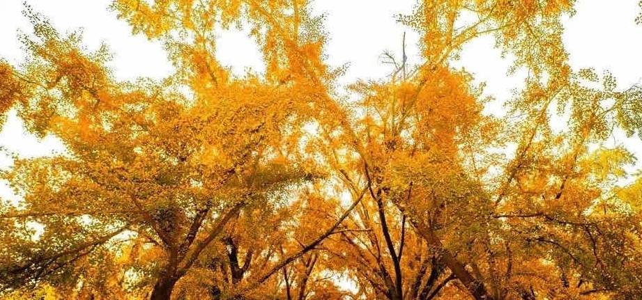 原创 “发现泰兴之美”长三角广电旅游联盟媒体采风7