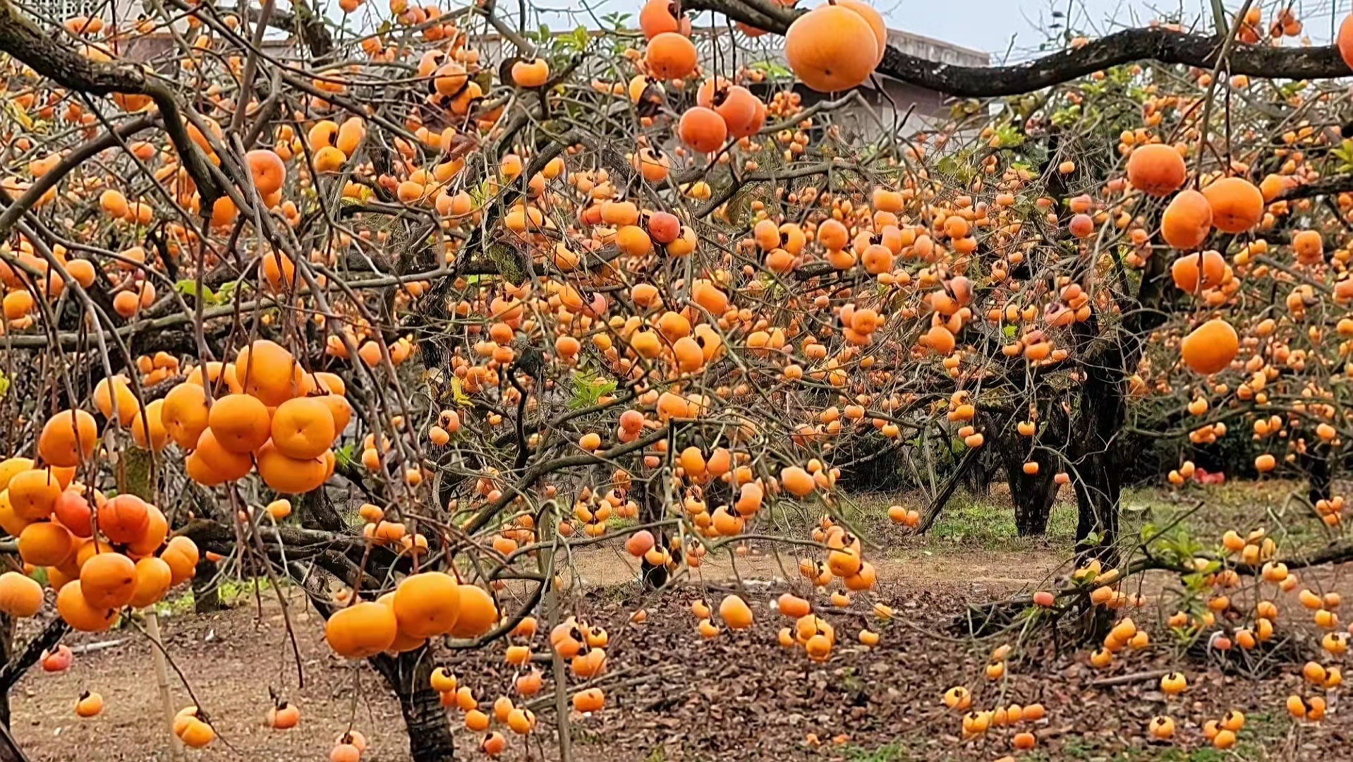 广西区发改委:多管齐下助力文化和旅游发展1