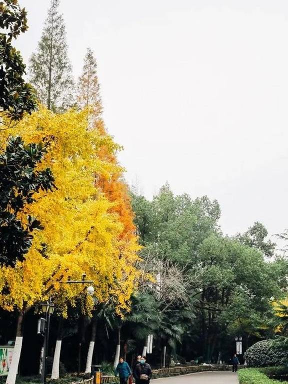 原创 如果冬天有颜色,那一定在杏花公园1