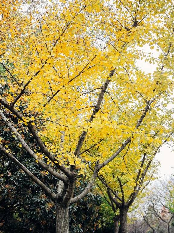 原创 如果冬天有颜色,那一定在杏花公园5