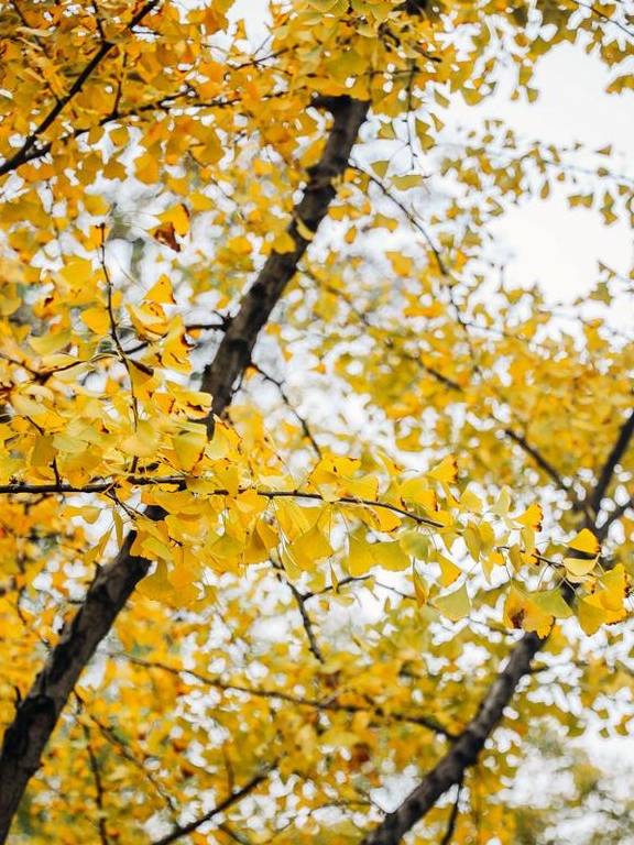 原创 如果冬天有颜色,那一定在杏花公园7