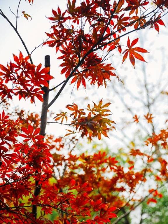 原创 如果冬天有颜色,那一定在杏花公园11