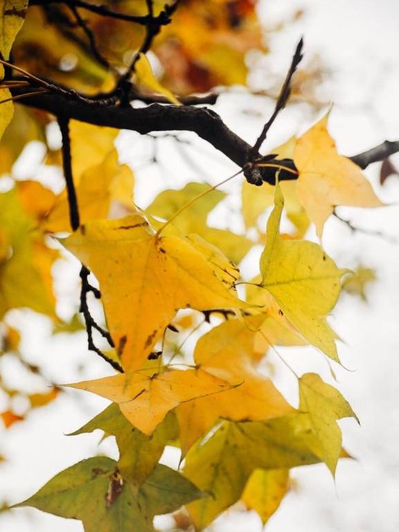 原创 如果冬天有颜色,那一定在杏花公园12