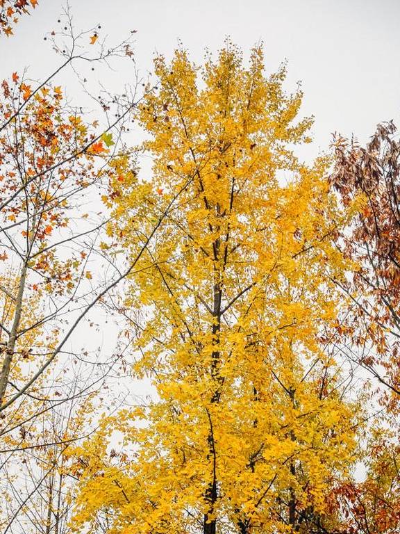 原创 如果冬天有颜色,那一定在杏花公园8