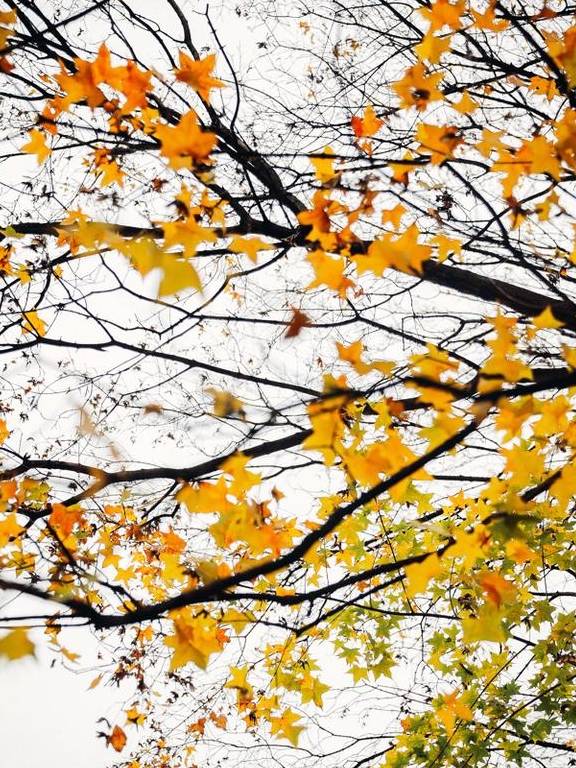 原创 如果冬天有颜色,那一定在杏花公园10