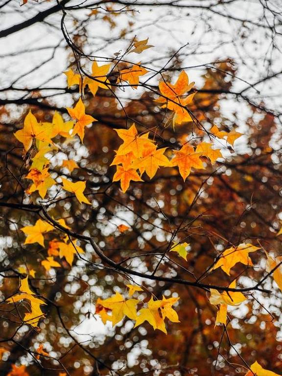 原创 如果冬天有颜色,那一定在杏花公园13