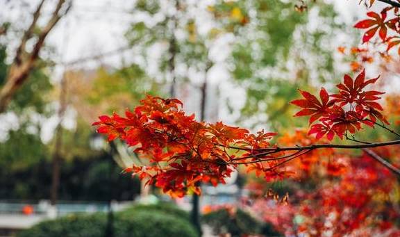 原创 如果冬天有颜色,那一定在杏花公园14