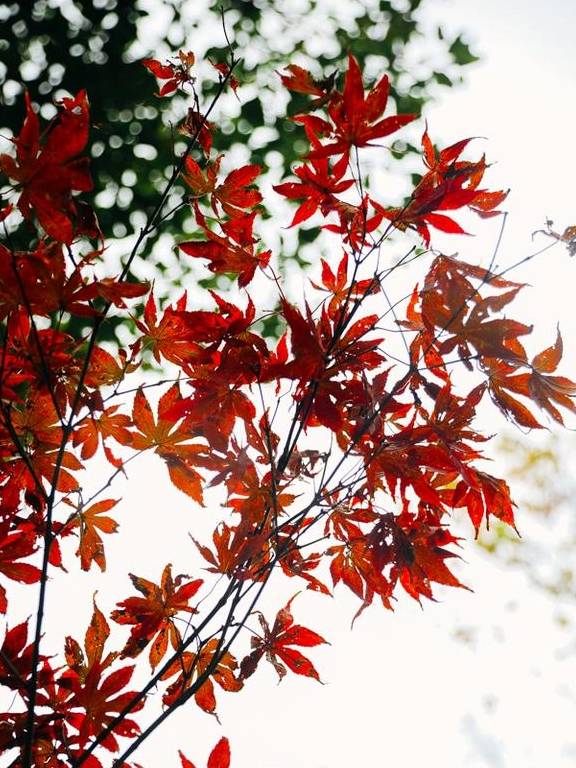 原创 如果冬天有颜色,那一定在杏花公园15