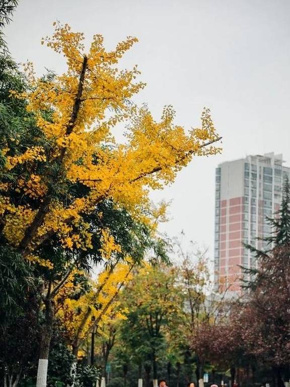 原创 如果冬天有颜色,那一定在杏花公园27