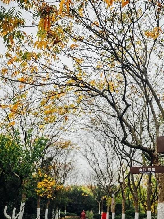 原创 如果冬天有颜色,那一定在杏花公园28