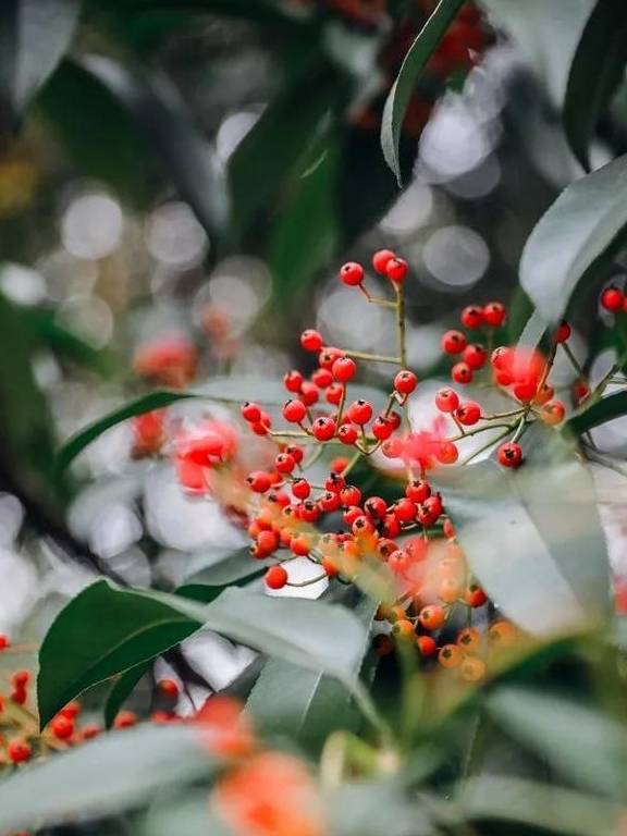 原创 如果冬天有颜色,那一定在杏花公园31