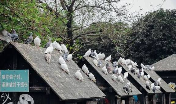 原创 如果冬天有颜色,那一定在杏花公园34