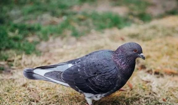 原创 如果冬天有颜色,那一定在杏花公园35