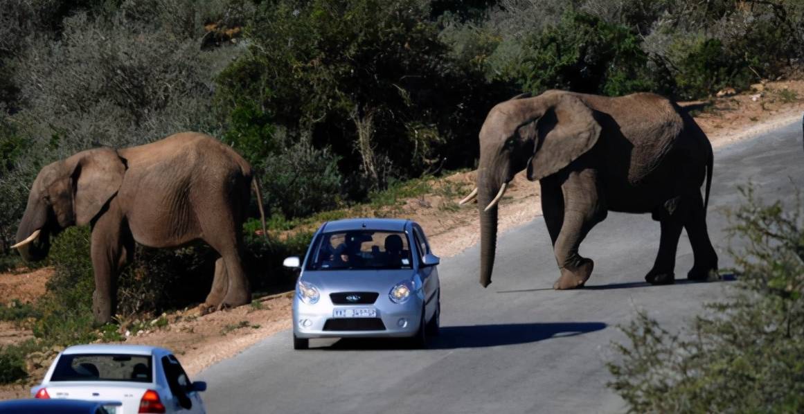 原创 这个国家要拍卖170头野生大象,全世界都能买4