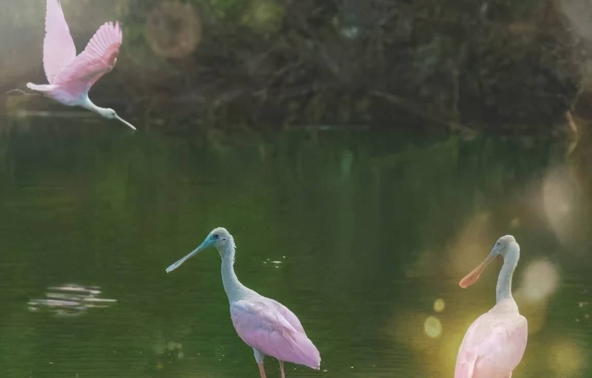 原创 琵鹭归来：你追梦红树林 唤醒骨子里的地标，原创唯美诗歌1