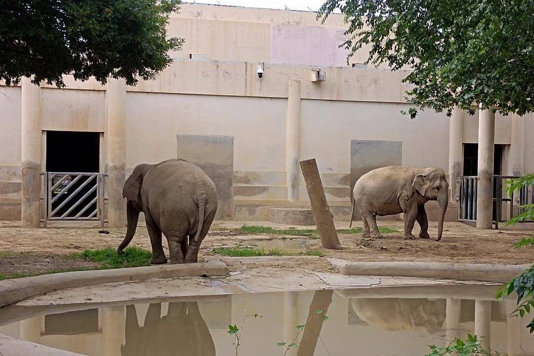 原创 北京动物园游园回顾,火热的盛夏养眼的颜色3