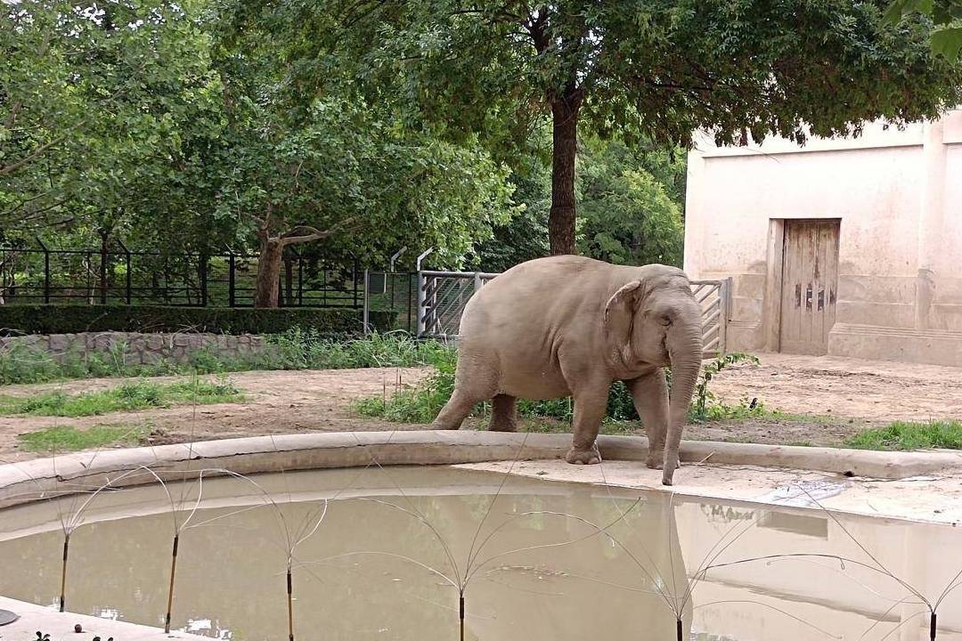 原创 北京动物园游园回顾,火热的盛夏养眼的颜色4