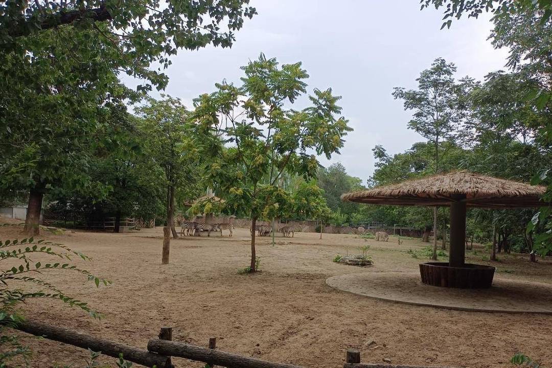 原创 北京动物园游园回顾,火热的盛夏养眼的颜色11