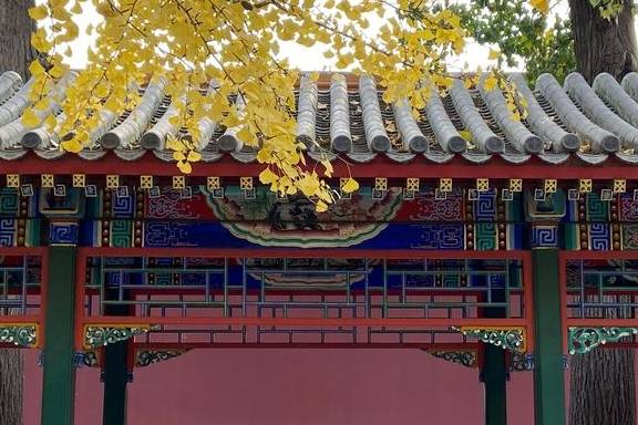 原创 这里是北京|中山公园内长廊配银杏,越看越好看3