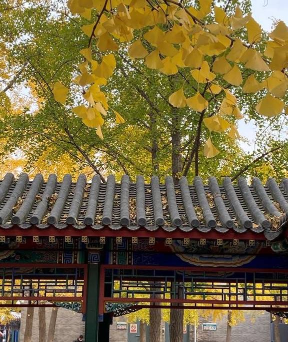 原创 这里是北京|中山公园内长廊配银杏,越看越好看4