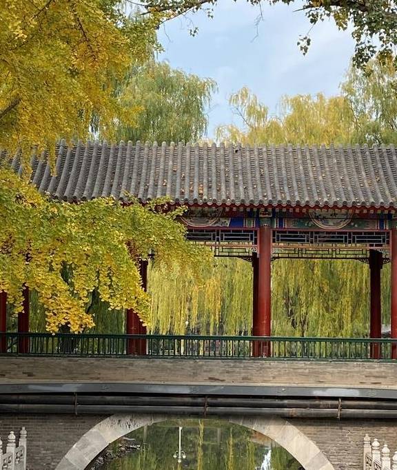 原创 这里是北京|中山公园内长廊配银杏,越看越好看5