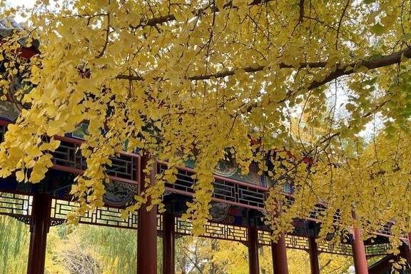 原创 这里是北京|中山公园内长廊配银杏,越看越好看7