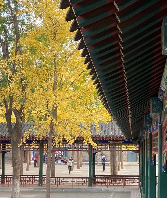 原创 这里是北京|中山公园内长廊配银杏,越看越好看12