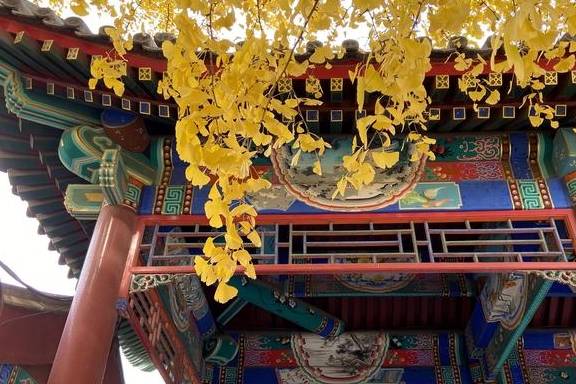 原创 这里是北京|中山公园内长廊配银杏,越看越好看8