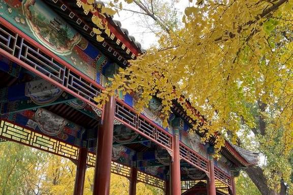 原创 这里是北京|中山公园内长廊配银杏,越看越好看9